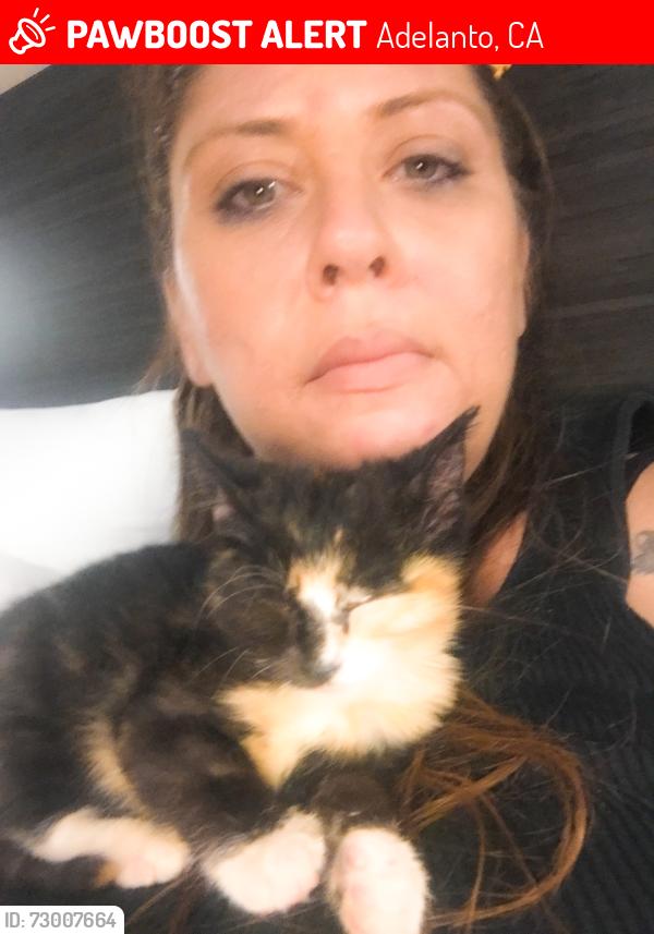 Lost Female Cat last seen MOJAVE AND EL EVADO RD., Adelanto, CA 92301