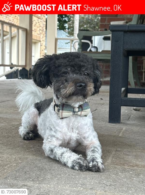 Lost Male Dog last seen Near north Broadway Ave Shawnee ok, Shawnee, OK 74801