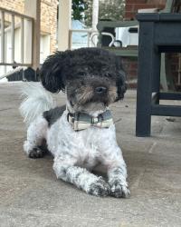 Lost Male Dog last seen Near north Broadway Ave Shawnee ok, Shawnee, OK 74801