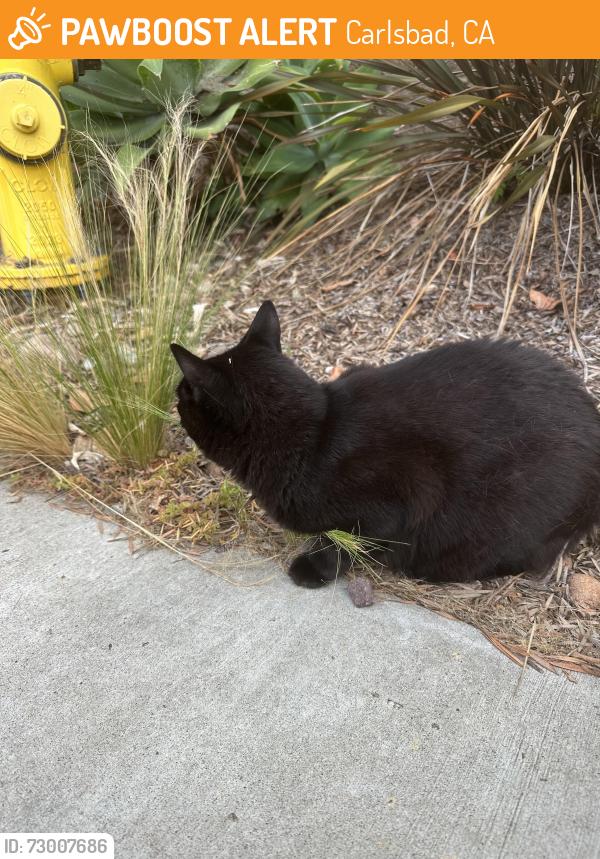Found/Stray Unknown Cat last seen Magnolia Middle School, Carlsbad, CA 92008