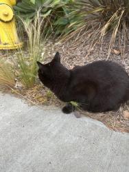 Found/Stray Unknown Cat last seen Magnolia Middle School, Carlsbad, CA 92008
