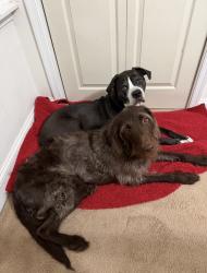 Lost Male Dog last seen Dekalb street and Johnson Highway east Norriton pa, East Norriton Township, PA 19401