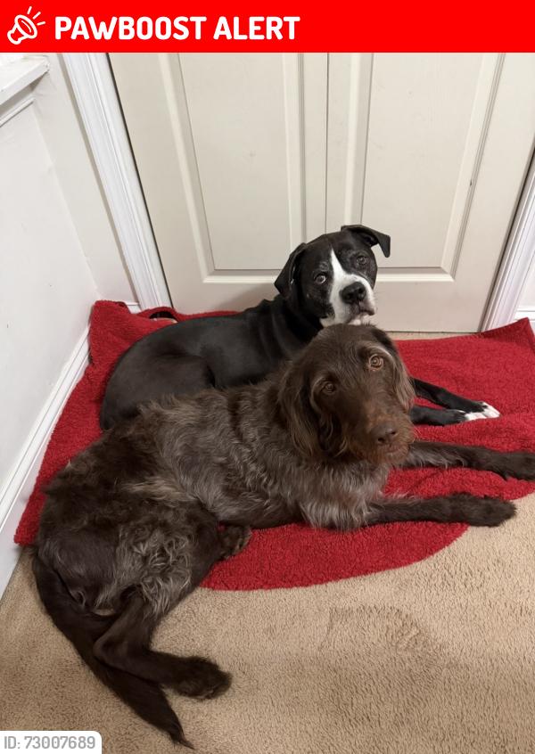 Lost Male Dog last seen Dekalb street and Johnson Highway east Norriton pa, East Norriton Township, PA 19401