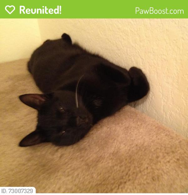 Reunited Male Cat last seen Nichols Rd. and Vista, Willow Park, Willow Park, TX 76087