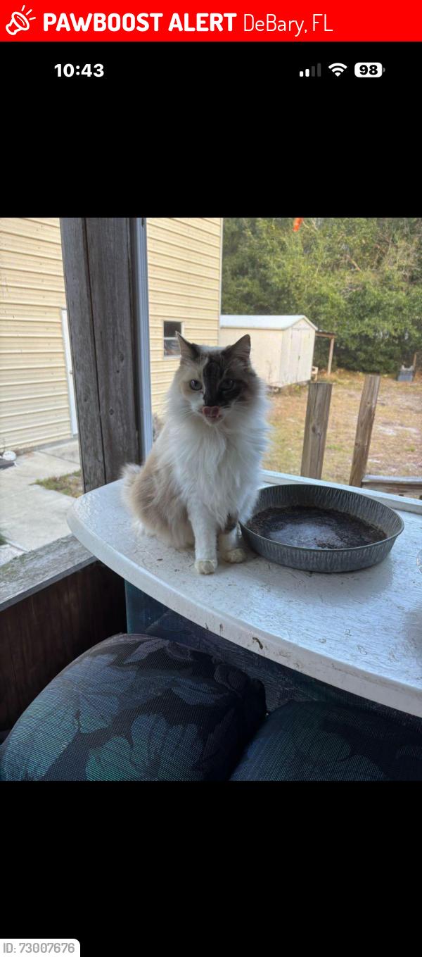 Lost Female Cat last seen Sanford ave butts our property , DeBary, FL 32713