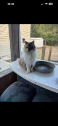 Lost Female Cat last seen Sanford ave butts our property , DeBary, FL 32713