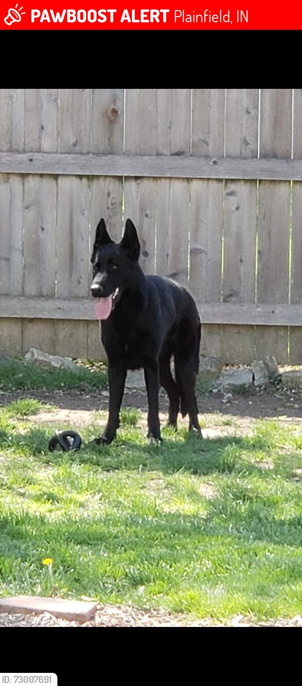 Lost Male Dog last seen Between Plainfield and mooresville out in Joppa, some potential sightings but nothing confirmed , Plainfield, IN 46168