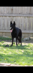 Lost Male Dog last seen Between Plainfield and mooresville out in Joppa, some potential sightings but nothing confirmed , Plainfield, IN 46168
