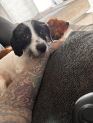 Lost Female Dog last seen Iris st and Winston rd close to El Super, Anaheim, CA 92805