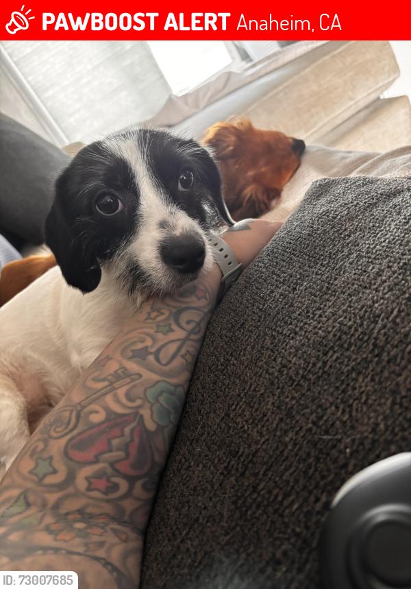 Lost Female Dog last seen Iris st and Winston rd close to El Super, Anaheim, CA 92805