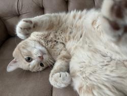Lost Male Cat last seen Near Meadow Light Drive, Richmond, TX 77407