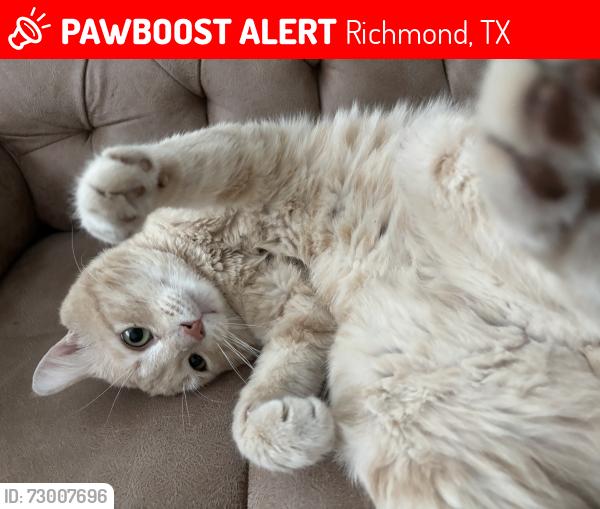 Lost Male Cat last seen Near Meadow Light Drive, Richmond, TX 77407