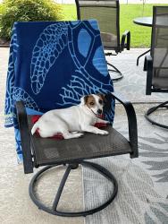 Found/Stray Male Dog last seen McIntyres, Houston, TX 77058