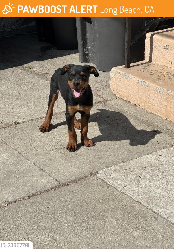 Found/Stray Male Dog last seen Deforest Park, Long Beach, CA 90805