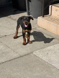 Found/Stray Male Dog last seen Deforest Park, Long Beach, CA 90805