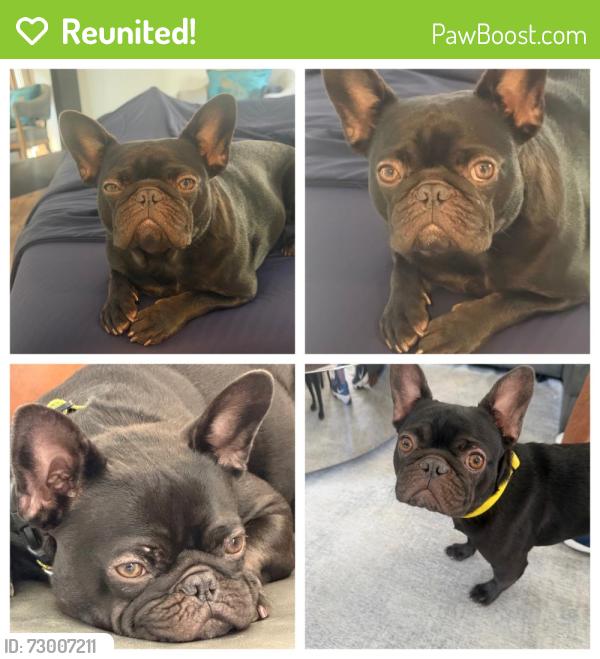 Reunited Female Dog last seen Pringle, San Diego, CA 92103