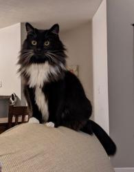 Lost Female Cat last seen Galbraith near Central Park cndmniums, Finneytown, OH 45224