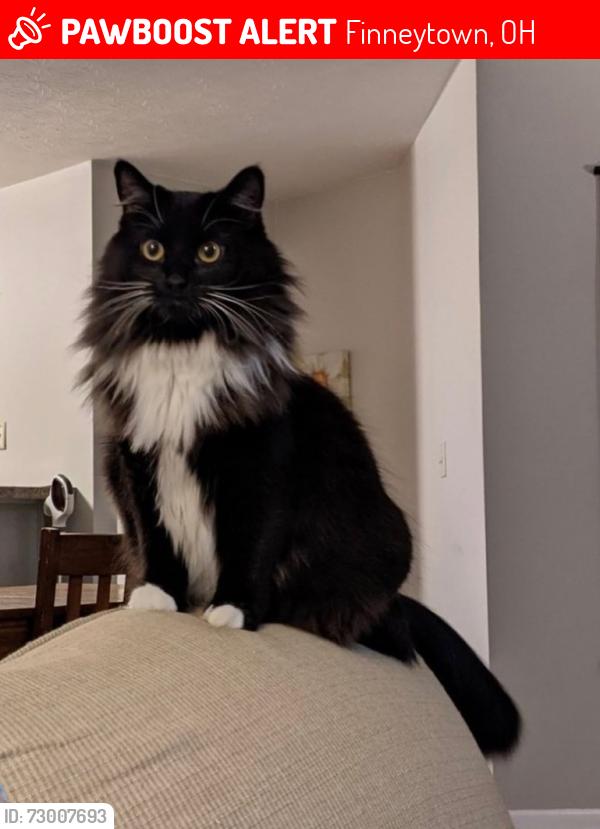 Lost Female Cat last seen Galbraith near Central Park cndmniums, Finneytown, OH 45224