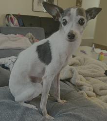 Reunited Female Dog last seen Meridian Dr and Castle, Garland, TX 75040