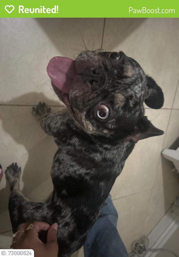 Reunited Female Dog last seen Atlantic ave , Lynwood, CA 90262