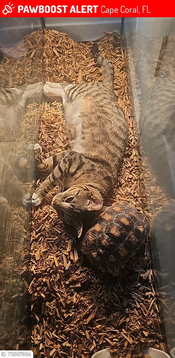 Lost Female Reptile last seen Near sw 36th street cape coral florida fl 33914, Cape Coral, FL 33914