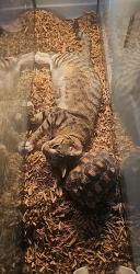 Lost Female Reptile last seen Near sw 36th street cape coral florida fl 33914, Cape Coral, FL 33914