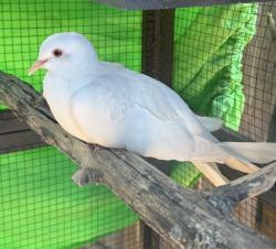 Reunited Male Bird last seen 30th St. & Adams Avenue, San Diego, CA 92116