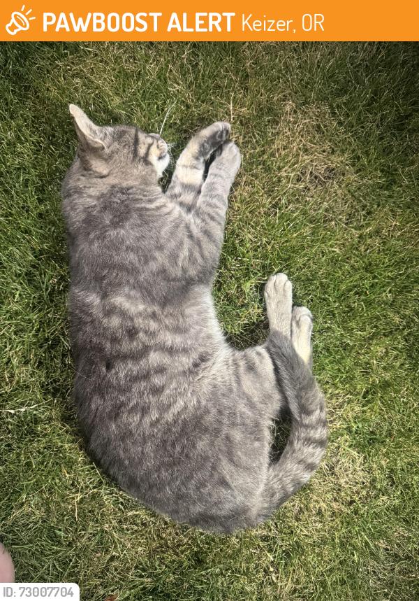 Found/Stray Unknown Cat last seen Mcleod & Aldine, Keizer, OR 97303