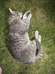 Found/Stray Unknown Cat last seen Mcleod & Aldine, Keizer, OR 97303