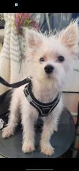 Lost Male Dog last seen Kenmar ct, San Jose, CA 95132
