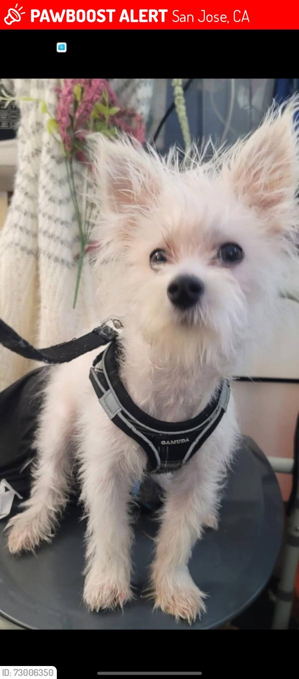 Lost Male Dog last seen Kenmar ct, San Jose, CA 95132