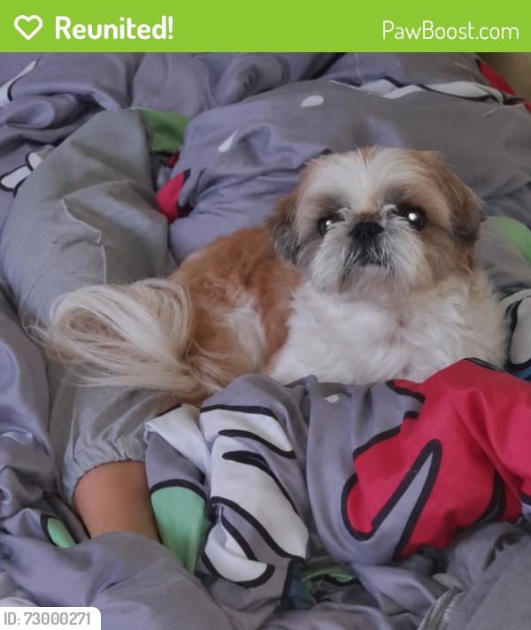 Reunited Male Dog last seen Near rue de Vercheres Longueuil , Longueuil, QC J4K 2Y6