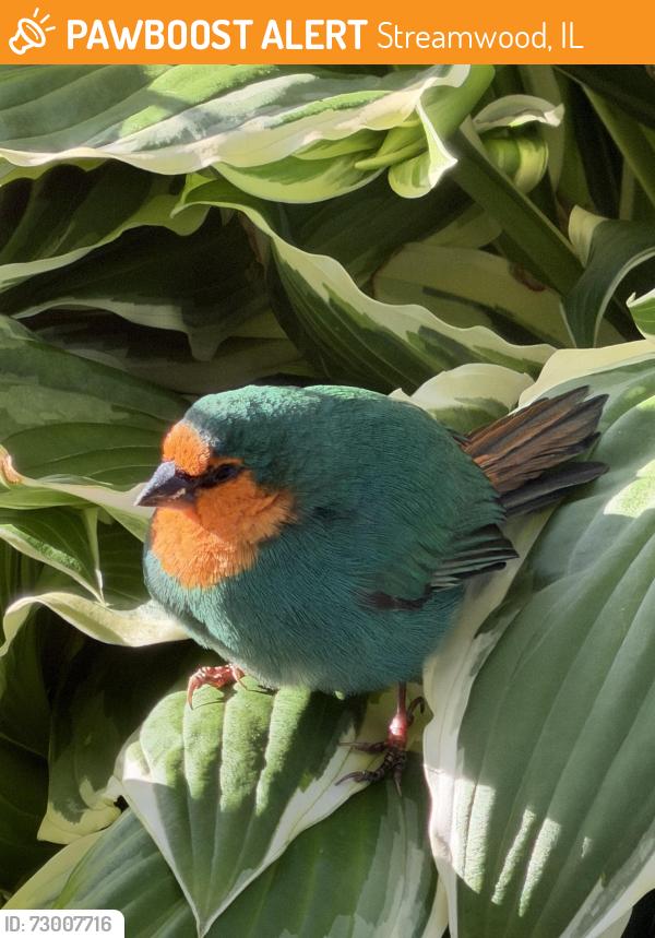Found/Stray Unknown Bird last seen Near the Chicago loop bar, Streamwood, IL 60107