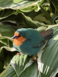 Found/Stray Unknown Bird last seen Near the Chicago loop bar, Streamwood, IL 60107