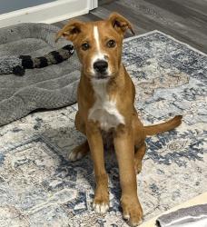 Reunited Male Dog last seen Haws run & Burgaw highway , Jacksonville, NC 28540