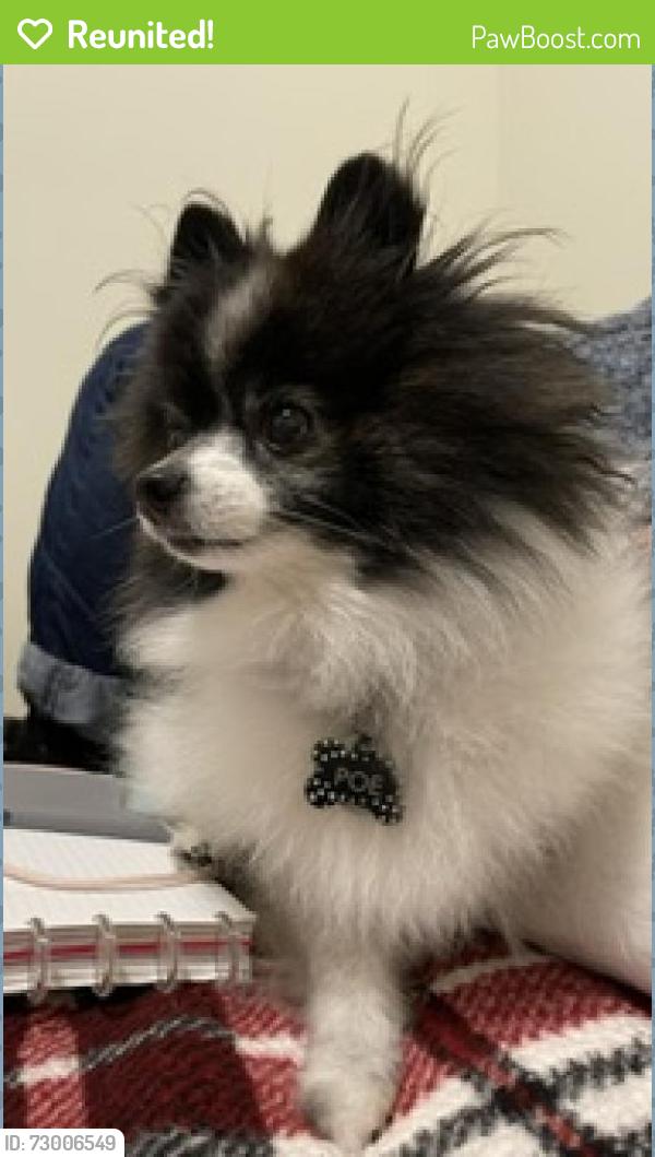 Reunited Male Dog last seen Pierce and Thurston, Vancouver, WA 98662