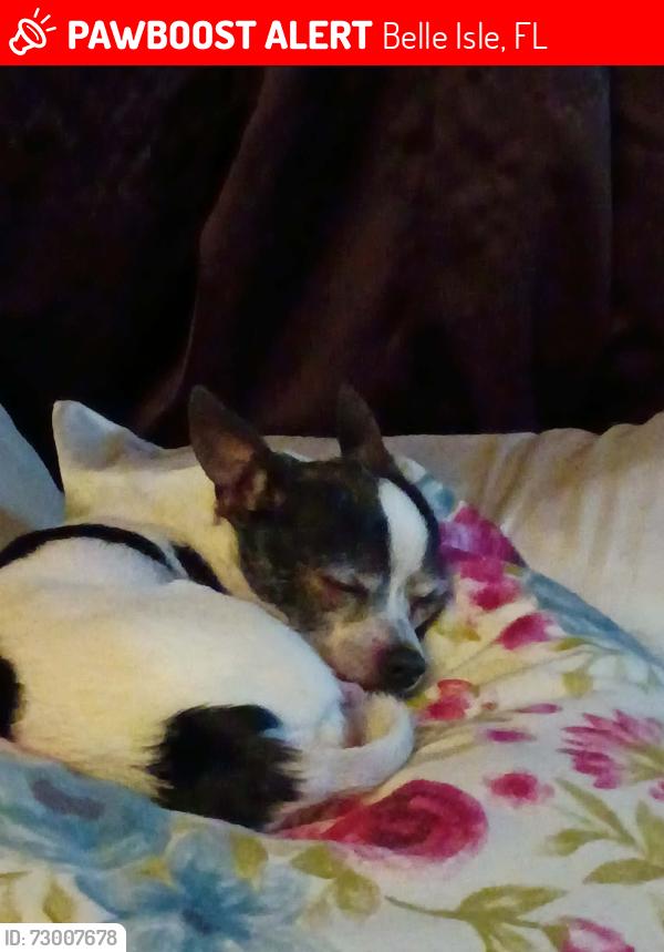 Lost Unknown Dog last seen Simms Ave , Belle Isle, FL 32827