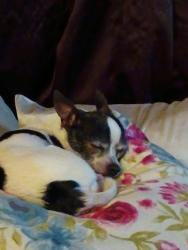 Lost Unknown Dog last seen Simms Ave , Belle Isle, FL 32827