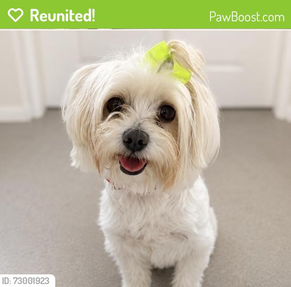 Reunited Female Dog last seen Vare Avenue , Philadelphia, PA 19145