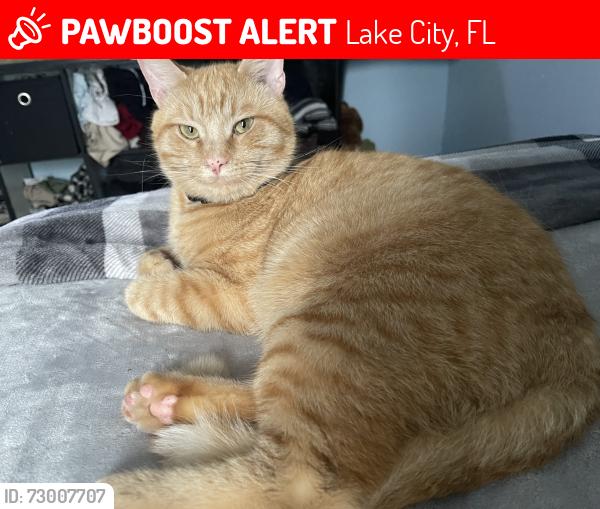Lost Male Cat last seen Across the street from El Shaddai Church, Lake City, FL 32024