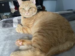 Lost Male Cat last seen Across the street from El Shaddai Church, Lake City, FL 32024