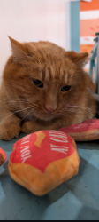 Lost Male Cat last seen Near Galbraith rd near the Central Park cindos, Finneytown, OH 45224