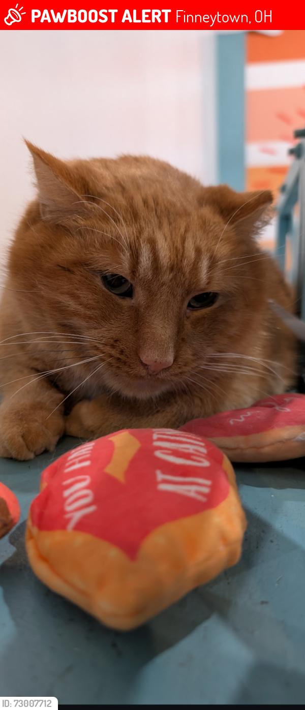Lost Male Cat last seen Near Galbraith rd near the Central Park cindos, Finneytown, OH 45224
