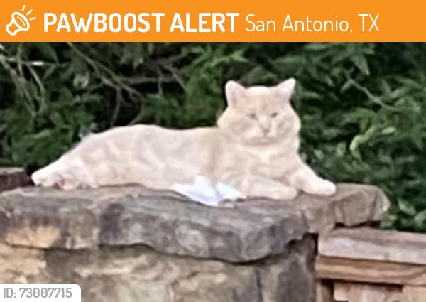 Found/Stray Unknown Cat last seen Volunteer Parkway, San Antonio, TX 78253
