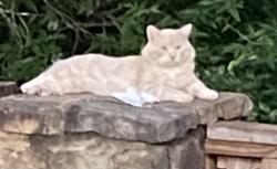 Found/Stray Unknown Cat last seen Volunteer Parkway, San Antonio, TX 78253