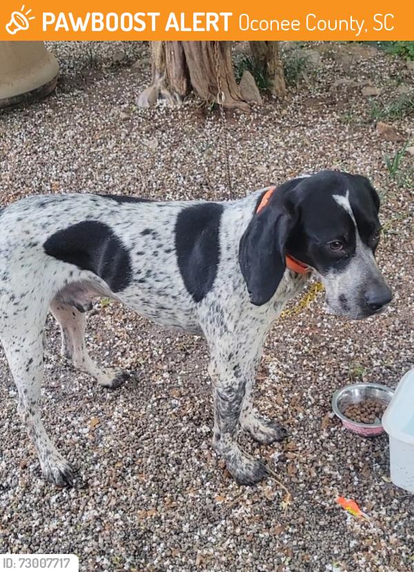 Found/Stray Male Dog last seen Cassidy Bridge, Oconee County, SC 29691
