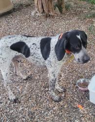 Found/Stray Male Dog last seen Cassidy Bridge, Oconee County, SC 29691