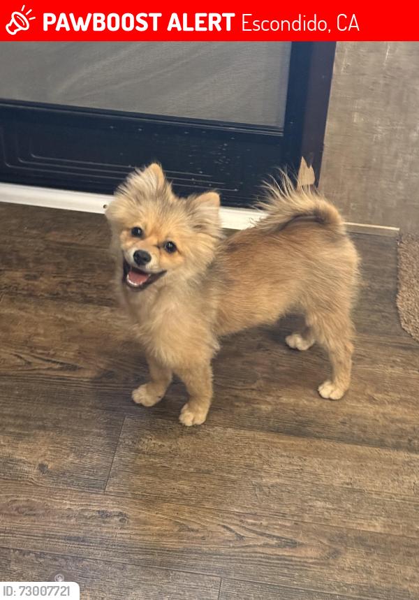 Lost Female Dog last seen N cedar st 92025, Escondido, CA 92046