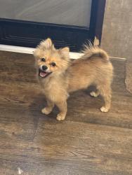 Lost Female Dog last seen N cedar st 92025, Escondido, CA 92046