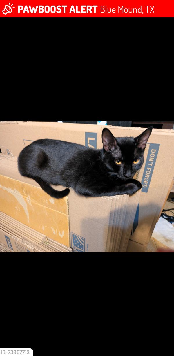 Lost Male Cat last seen Blue mound, Blue Mound, TX 76131